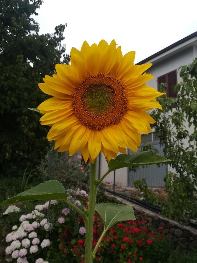Affitta Camere Casa Delle Rose Villanova Monteleone Esterno foto
