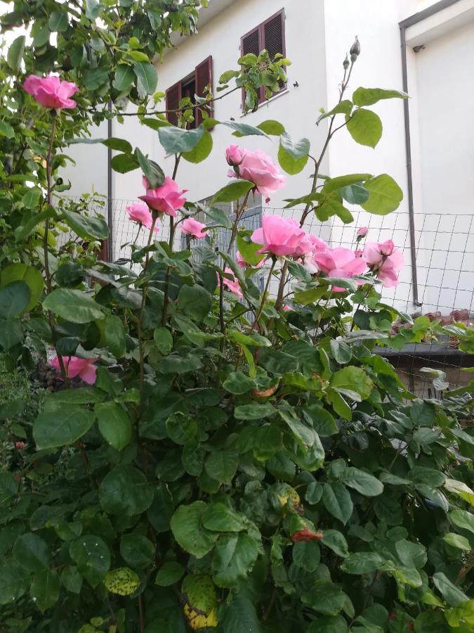 Affitta Camere Casa Delle Rose Villanova Monteleone Esterno foto